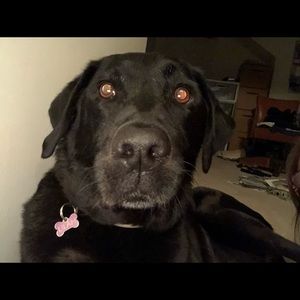 Meet your Posher, Wendy